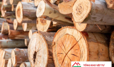 Ván ép được làm từ những loại gỗ nào? Khám phá 8 loại phổ biến nhất