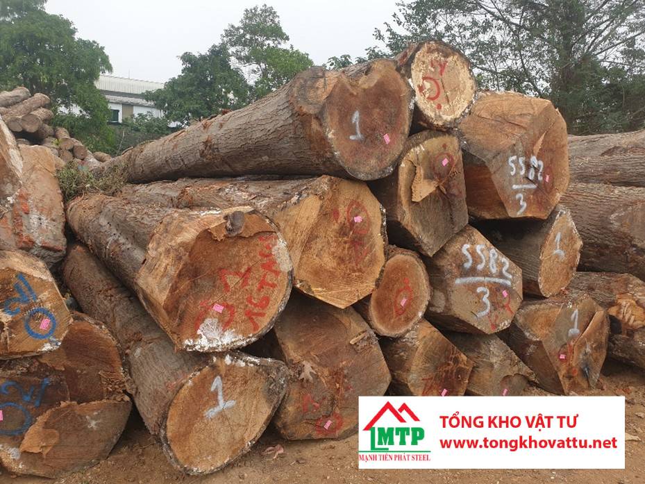 Ván ép được làm từ những loại gỗ nào? Khám phá 8 loại phổ biến nhất